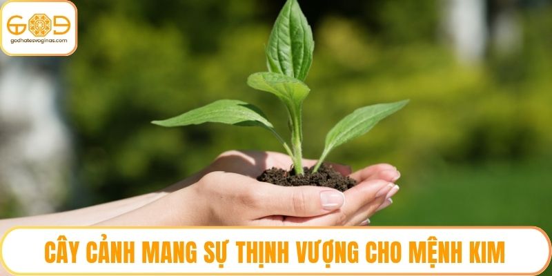 Cây cảnh mang sự thịnh vượng cho mệnh kim