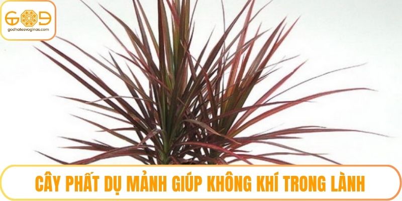 Cây Phất Dụ Mảnh giúp không khí trong lành