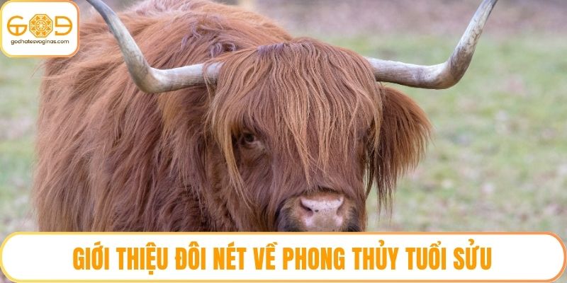 Giới thiệu đôi nét về phong thủy tuổi Sửu