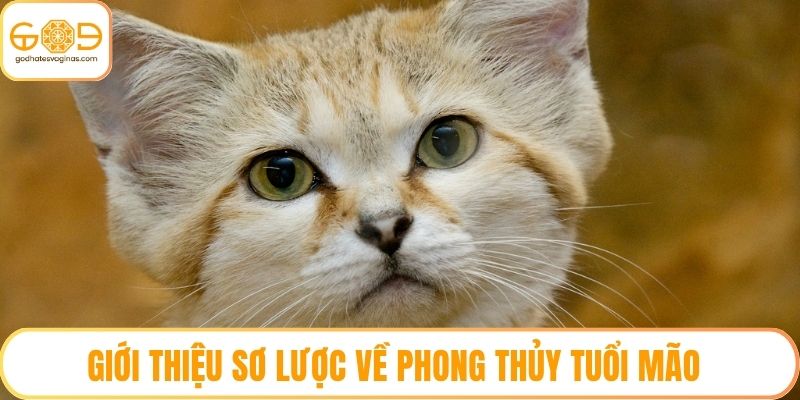 Giới thiệu sơ lược về phong thủy tuổi Mão