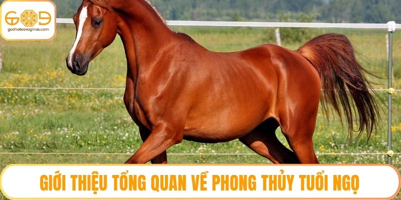 Giới thiệu tổng quan về phong thủy tuổi Ngọ