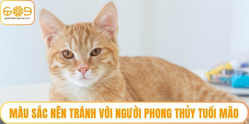 Màu sắc nên tránh với người phong thủy tuổi Mão