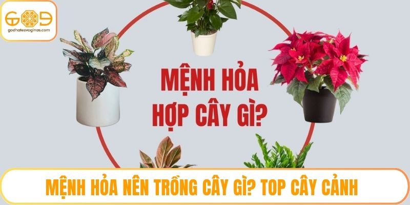 Mệnh Hỏa Nên Trồng Cây Gì? Top Cây Cảnh Mang Lại May Mắn