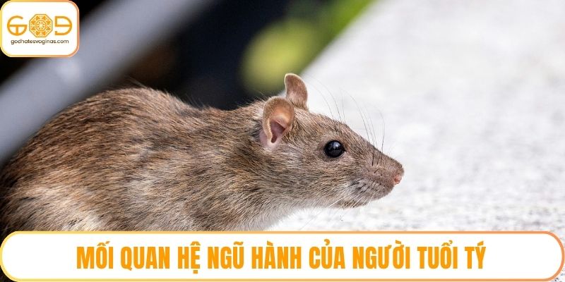 Mối quan hệ ngũ hành của người tuổi Tý