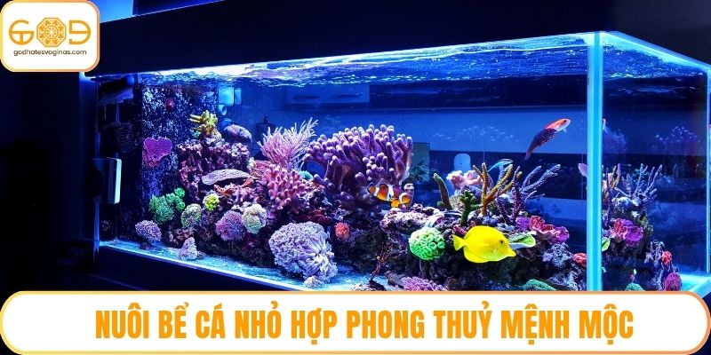 Nuôi bể cá nhỏ hợp phong thuỷ mệnh Mộc