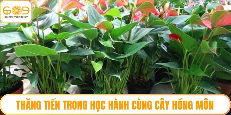 Thăng tiến trong học hành cùng cây Hồng Môn