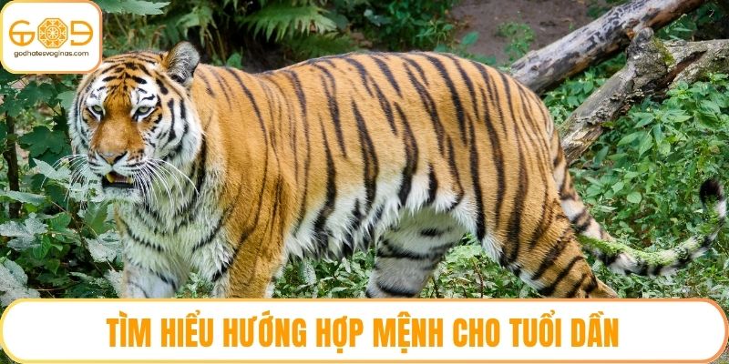 Tìm hiểu hướng hợp mệnh cho tuổi Dần
