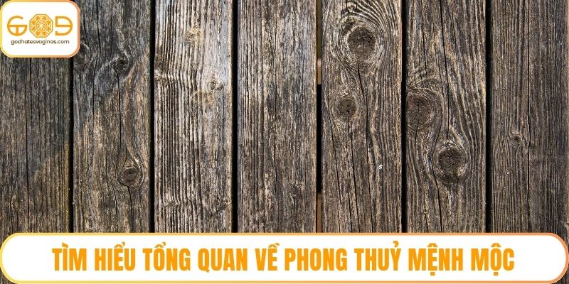 Tìm hiểu tổng quan về phong thuỷ mệnh Mộc