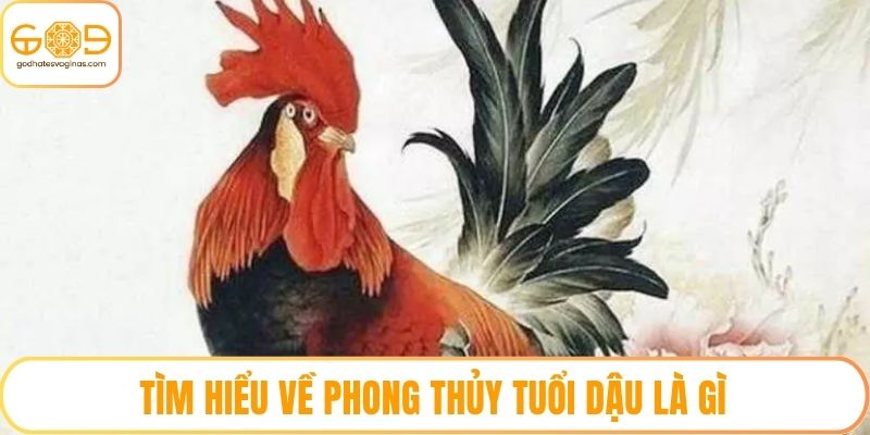 Tìm hiểu về phong thủy tuổi dậu là gì